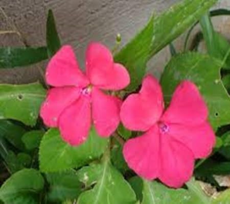 Impatiens Flower - Heirloom, Non - Gmo Seeds