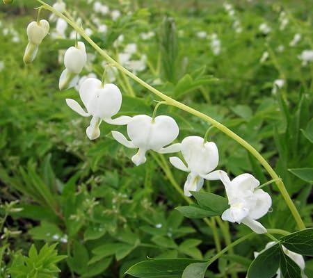 Dicentra Spectabilis Flower