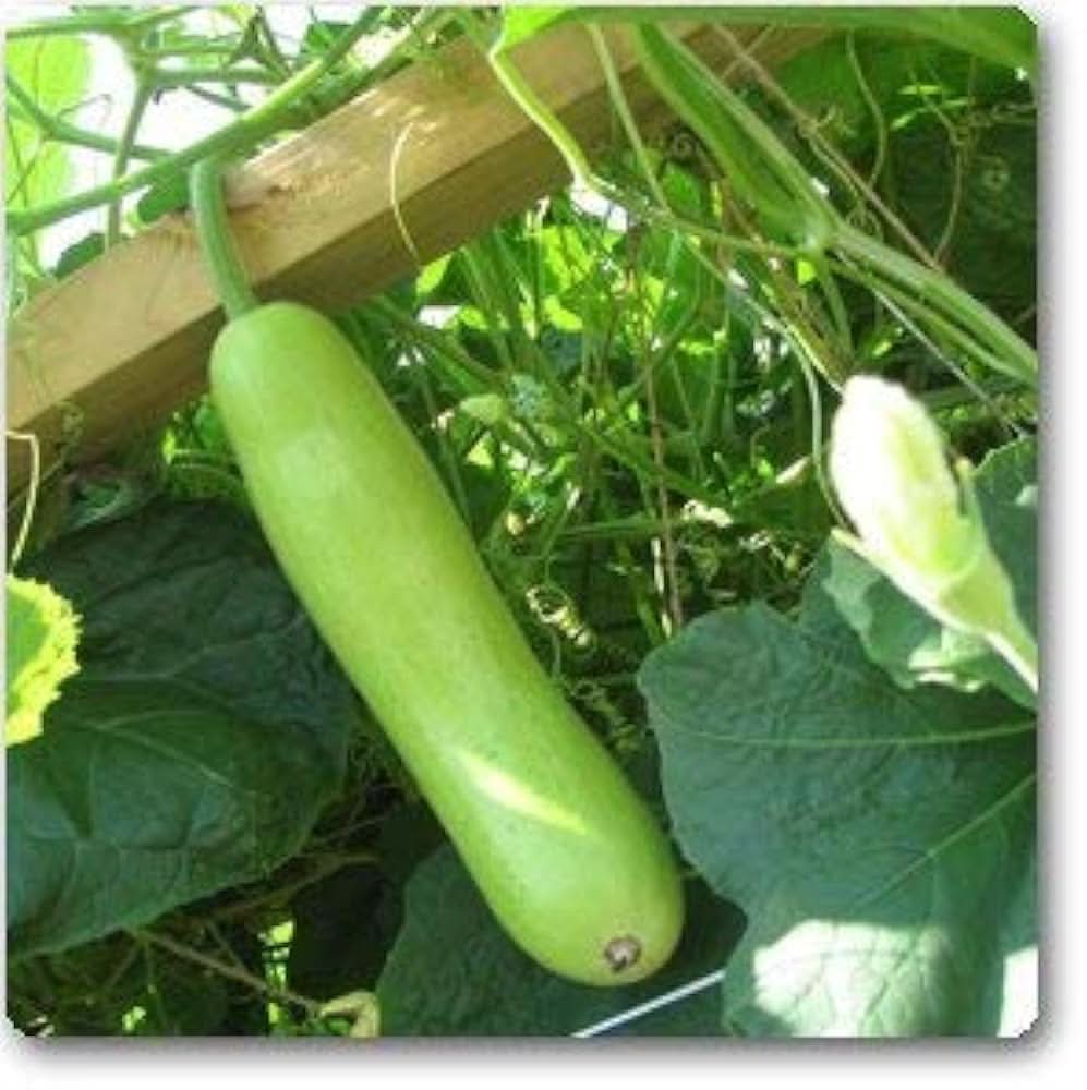 Bottle Gourd Lagenaria siceraria vegetable seeds for kitchen garden and backyard planting