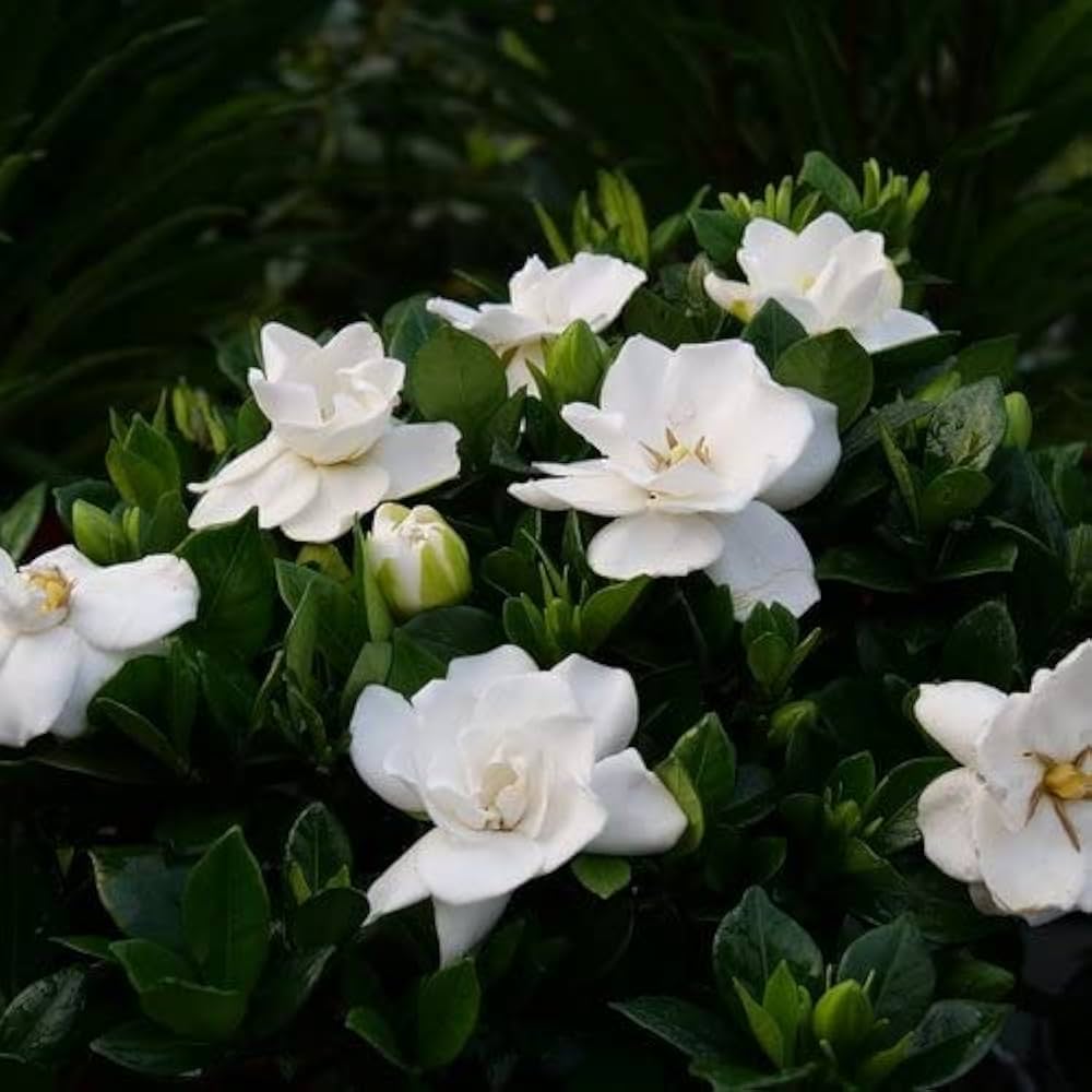 Gardenia Jasminoides Flower Seeds for Garden - 100 pcs