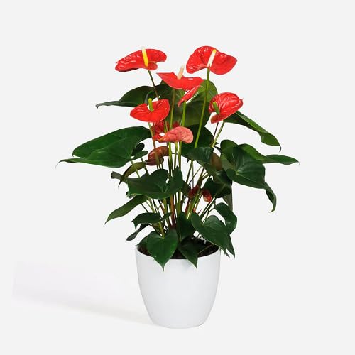 Red Anthurium Flower - Heirloom, Non - Gmo Seeds