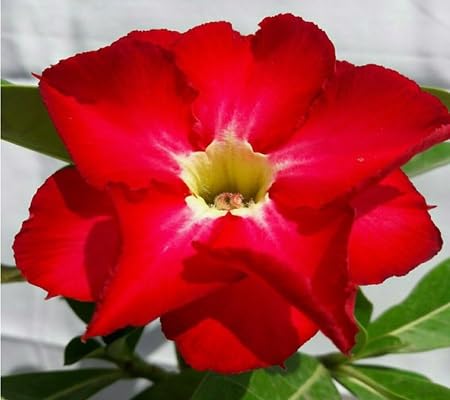 Adenium Flower