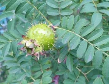 Wild Rosa Roxbunghii Fruit Seeds - Green and Hardy for Your Landscape