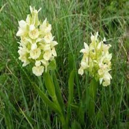 Yellow Dactylorhiza Flower - Heirloom, Non - Gmo Seeds