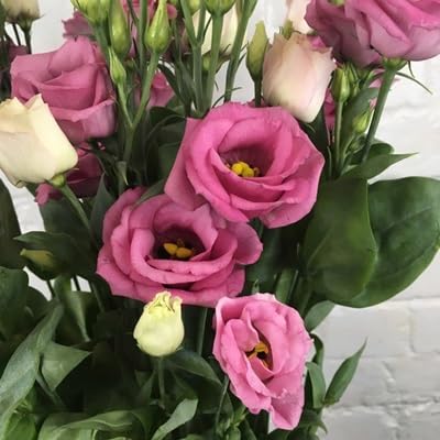 Eustoma Flower
