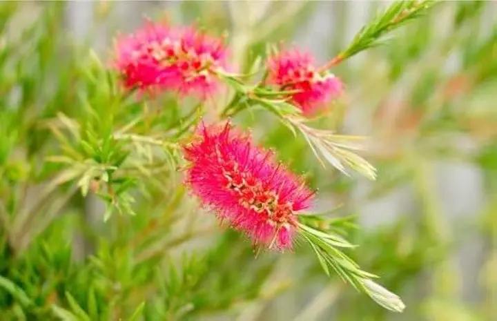 Pink Brush Callistemon Planting Seeds for Garden NON GMO Seeds Dhara Seeds