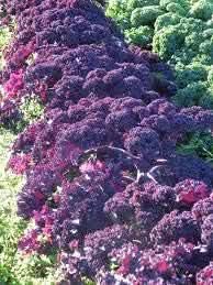 Kale Seeds for Planting, Violet
