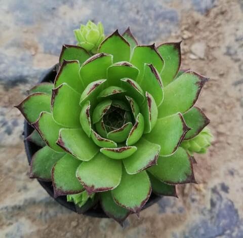 Green Sempervivum
