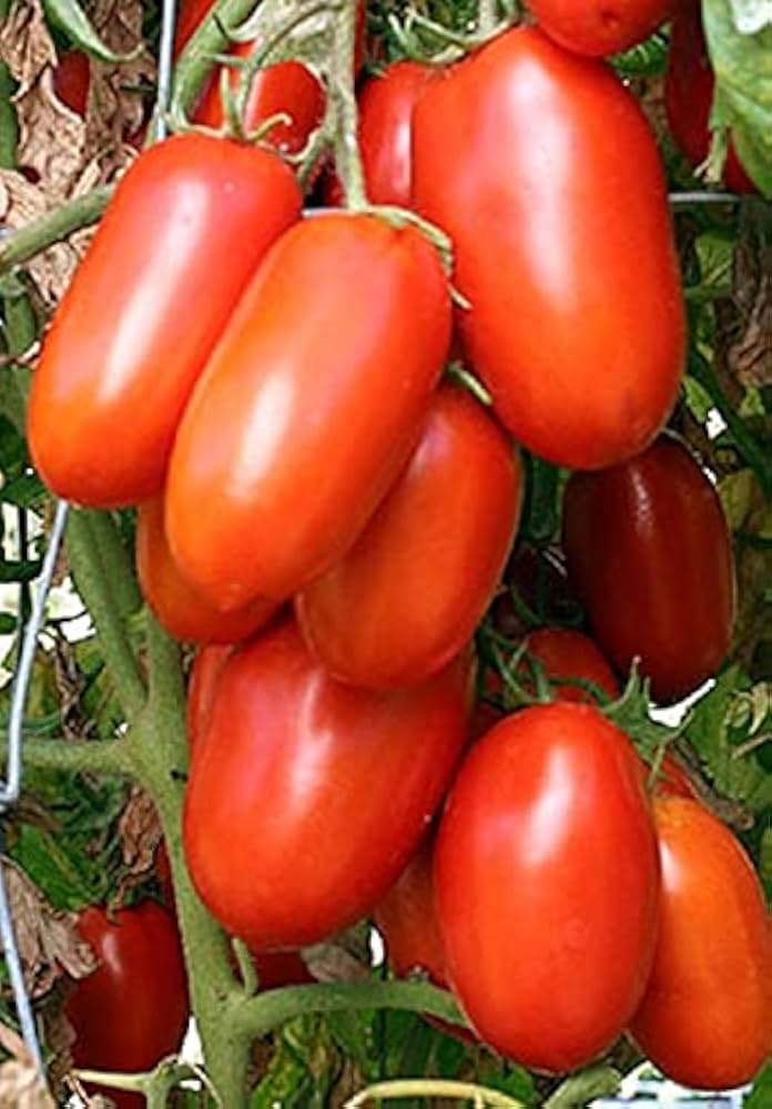 Tomato Solanum Lycopersicum Lincoln Adams Vegetable Seeds for Planting – Rare Heirloom Variety for Home Garden and Canning