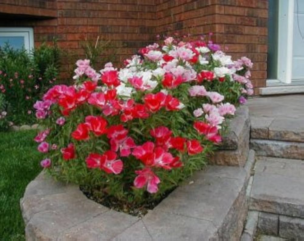 Azalea Rhododendron spp. flower seeds for planting in shaded home garden areas and pots