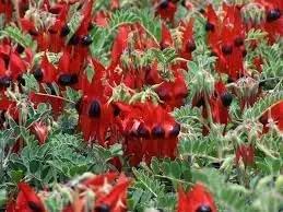 Sturt's Flower Seeds for Planting - NON GMO Seeds Dhara Seeds