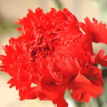 Deep Red Carnation Flower Seeds – Heirloom, Non-GMO, Rich Blooms for Garden Planting