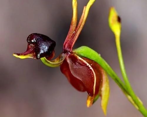 Brown Duck Orchid Flower - Heirloom, Non - Gmo Seeds