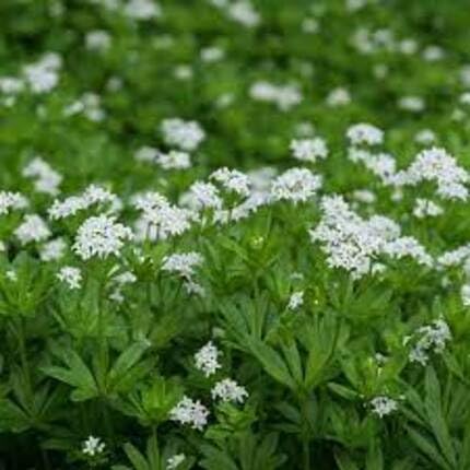 White Woodruff Flower - Heirloom, Non - Gmo Seeds