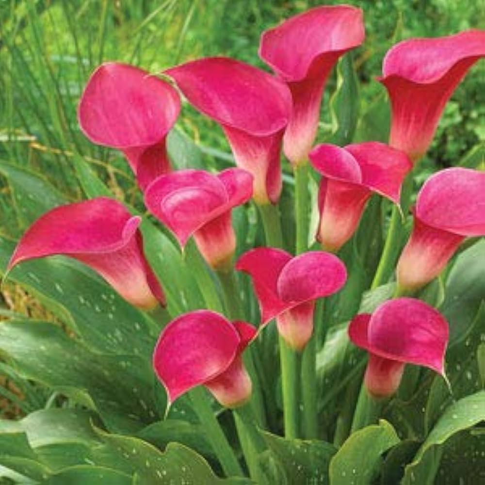 Calla Lily Zantedeschia Aethiopica Giant Flower Seeds for Planting