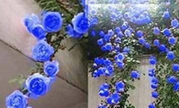 Sky Blue Climbing Rose Plant Seeds for Planting Non-GMO Heirloom Garden Seeds for Home and Outdoor Gardening