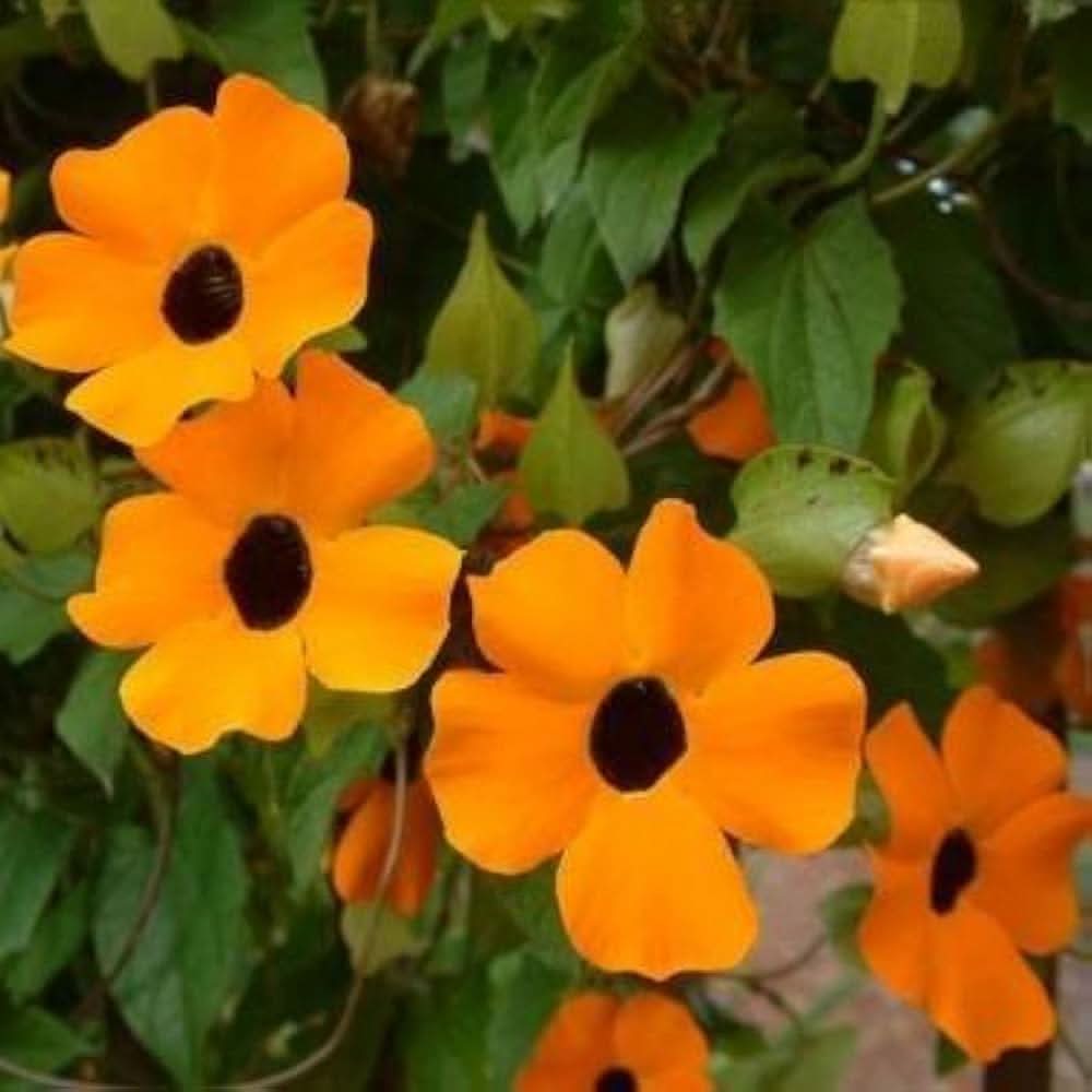 Black-Eyed Susan Rudbeckia hirta flower seeds for planting in home garden and garden borders