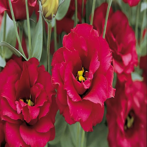 Red Giant Lisianthus Flower Seeds - Heirloom & Non-GMO Seeds