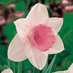 Pale Pink Narcissus Seeds for Planting – Heirloom, Non-GMO Organic Flower Seeds seeds for planting in home garden