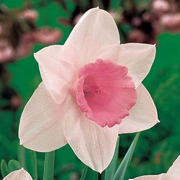 Pale Pink Narcissus Seeds for Planting – Heirloom, Non-GMO Organic Flower Seeds seeds for planting in home garden