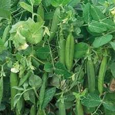 Peas Vegetable Seeds for Planting
