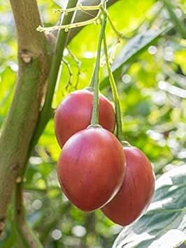 Cyphomandra Betacea Fruit Seed Set for Exotic Fruit Trees