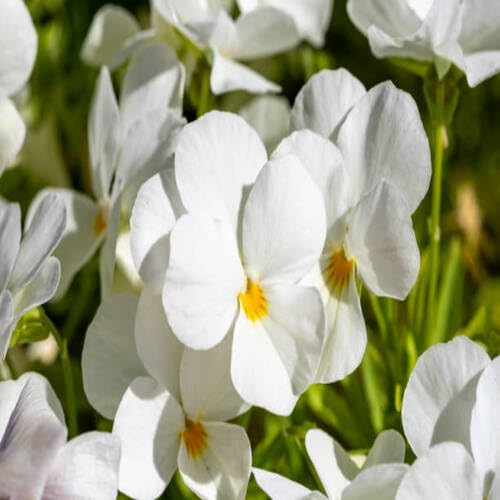 White Pansy Flower - Heirloom, Non - Gmo Seeds