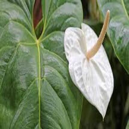 White Anthurium Flower - Heirloom, Non - Gmo Seeds