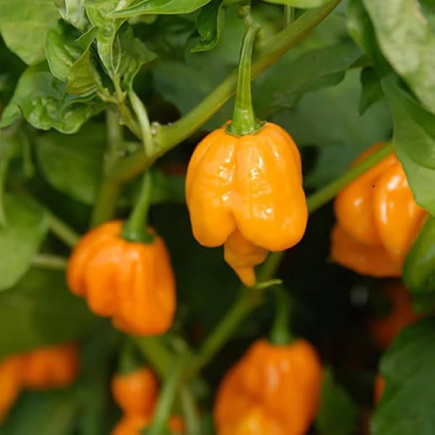 Chili Pepper Capsicum Chinense Yellow Trinidad Moruga Scorpion Vegetable Seeds for Planting – Great for Spicy Kitchen Garden