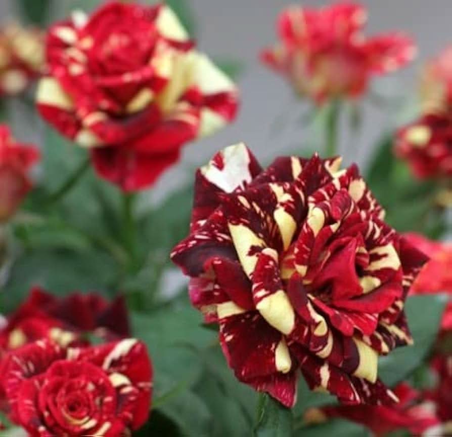 Rose Rosa flower seeds for home garden and container planting