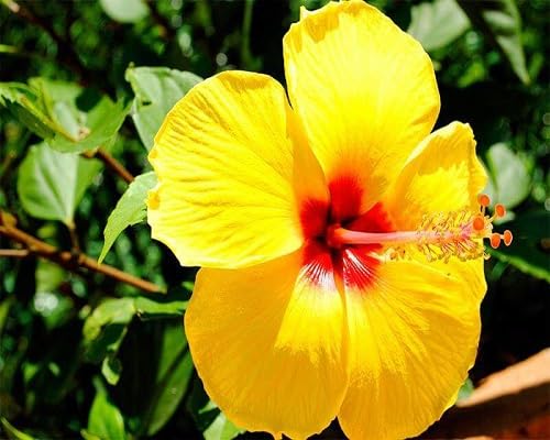 Yellow Hibiscus Flower - Heirloom, Non - Gmo Seeds