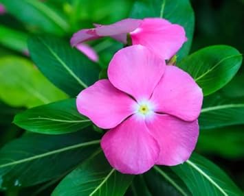 Heirloom Non-GMO Light Pink Periwinkle Flower Seeds for Soft and Graceful Garden Planting