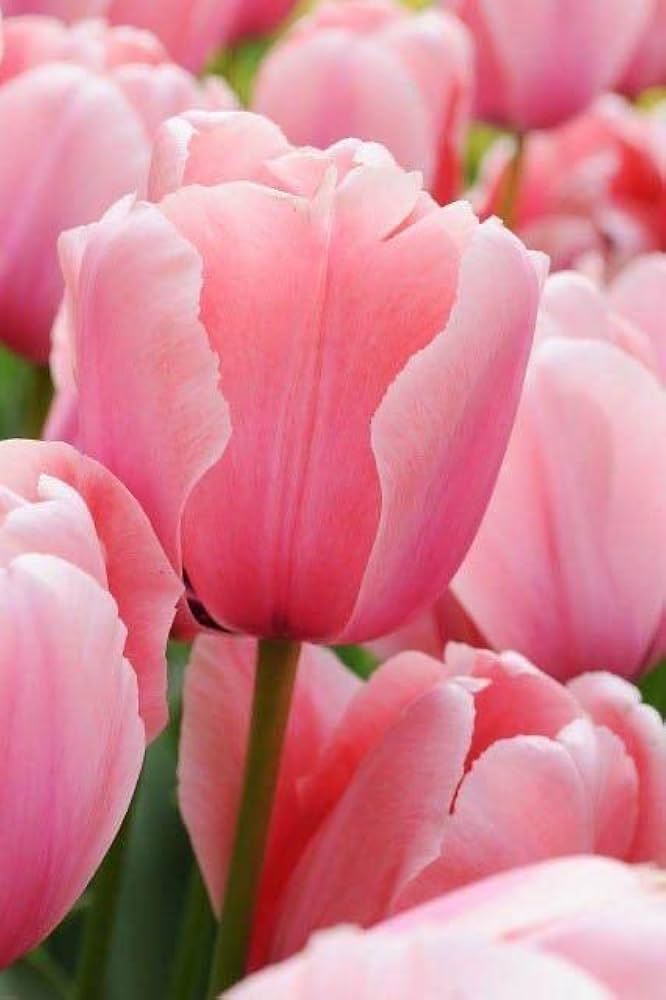 Heirloom Non-GMO Pink Tulip Flower Seeds for Planting – Elegant Spring-Blooming Garden Flowers