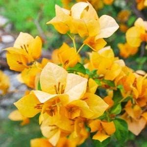Yellow Bougainvillea Flower Seeds for Planting – Organic, Heirloom & Non-GMO Garden Seeds
