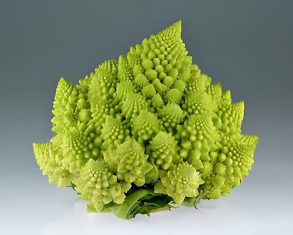 Romanesco broccoli – Brassica oleracea – for planting in home vegetable garden