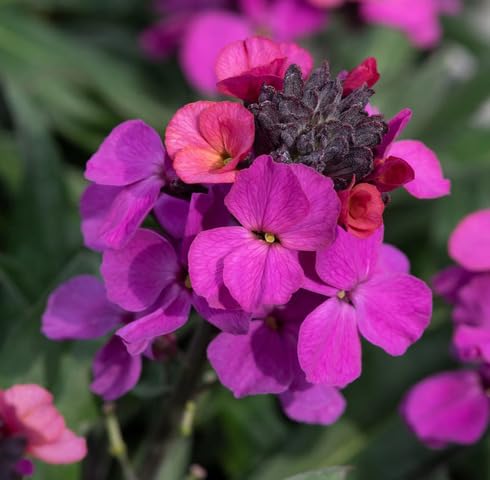Pink Erysimum Flower - Heirloom, Non - Gmo Seeds