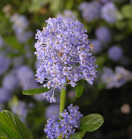 Purple Ceanothus Flower - Heirloom, Non - Gmo Seeds