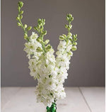 Rocket Larkspur Delphinium ajacis for planting in flower bed