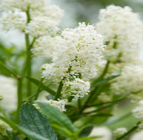 White Ceanothus Flower - Heirloom, Non - Gmo Seeds