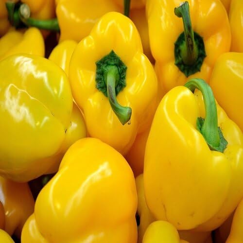 Yellow Pepper - Heirloom, Non - Gmo Seeds