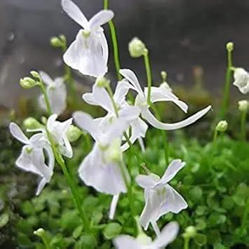 Utricularia Sandersonii Flower Seeds for Planting - Heirloom, NON-GMO Seeds for Garden Growth Dhara Seeds