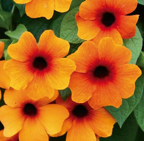 Orange Thunbergia Flower - Heirloom, Non - Gmo Seeds