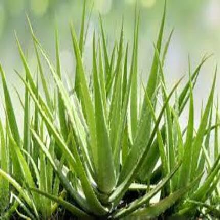 Aloevera Green - Heirloom, Non - Gmo Seeds