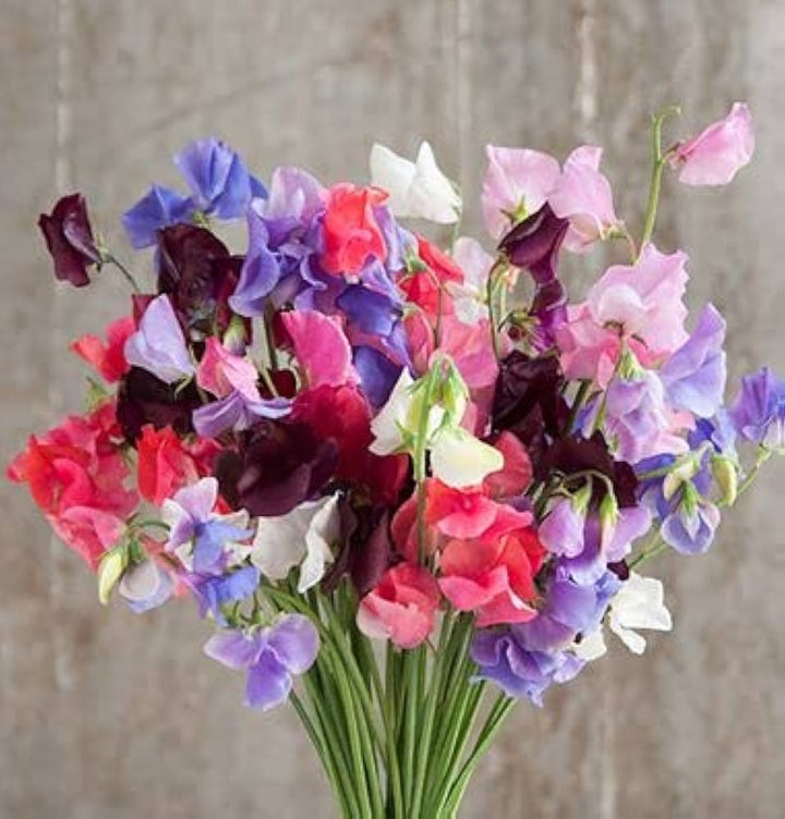 Heirloom Everlasting Pea Flower Seeds, Non-GMO Climbing Blooms for Planting