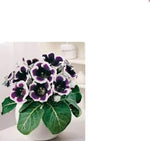 Black White Gloxinia Flower Seeds for Garden - NON GMO Seeds Dhara Seeds