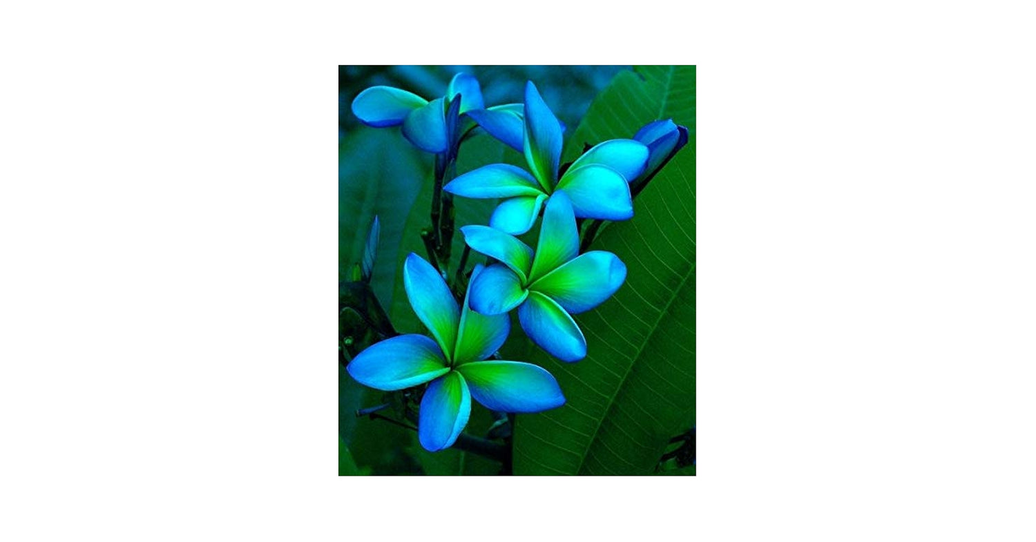 Blue Green Plumeria Flower Seeds for Planting