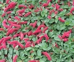 Acalypha Flower Seeds for Planting - NON GMO Seeds Dhara Seeds