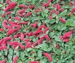 Acalypha Flower Seeds for Planting - NON GMO Seeds for planting in home garden