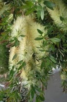 Green Callistemon Flower Seeds for Planting - 100 seeds for planting in home garden