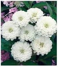 White Oklahoma Flower Seeds for Planting, 100